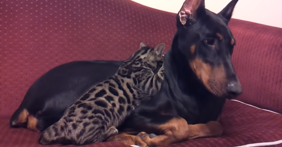 Il gattino del Bengala si concede un dolce momento di coccole con il suo amico Doberman (video)