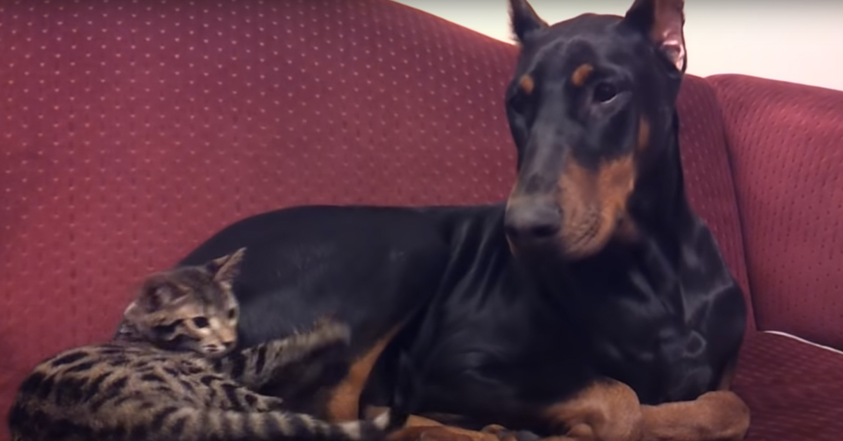 Gatto del Bengala con un Doberman