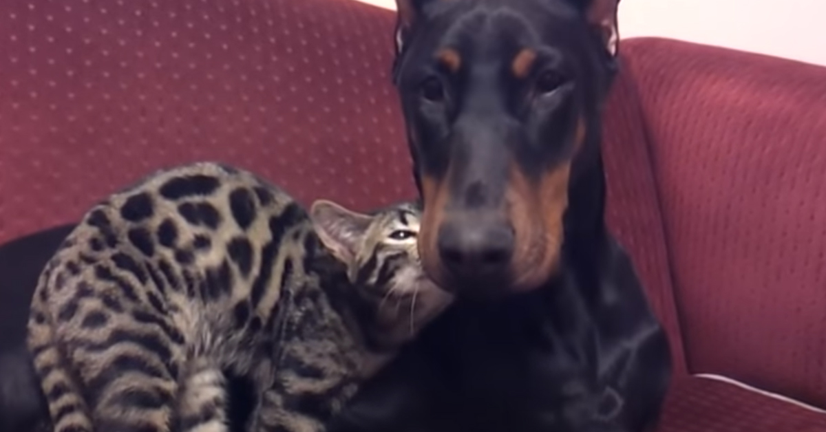 Gatto del Bengala con un Doberman