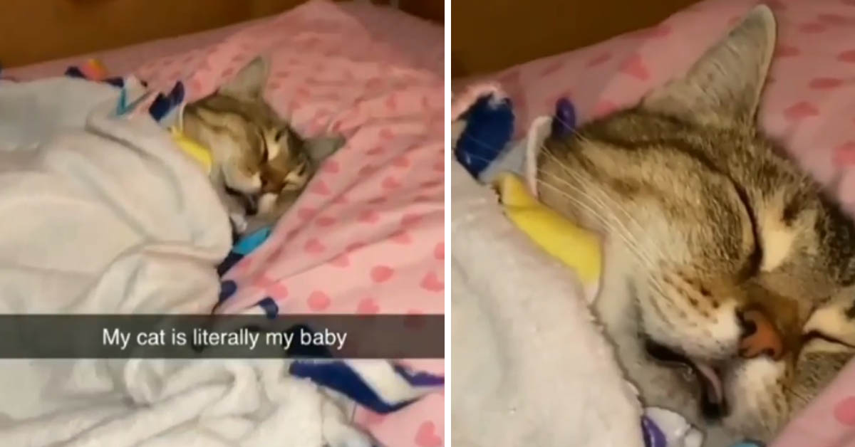 Il gattino dorme come un bambino e il video conquista il web