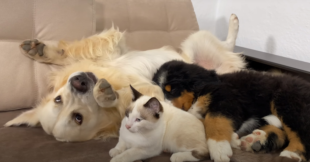 Il gattino dorme con un Golden Retriever e un Bovaro del Bernese (video)
