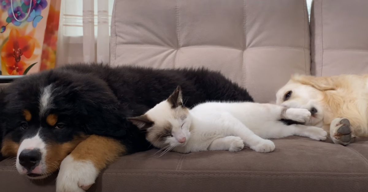 Gattino che dorme con due cani