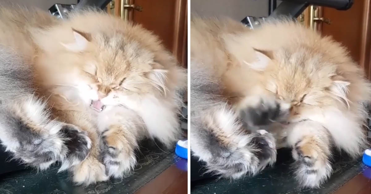 Il gattino dorme e sogna qualcosa di strano (video)
