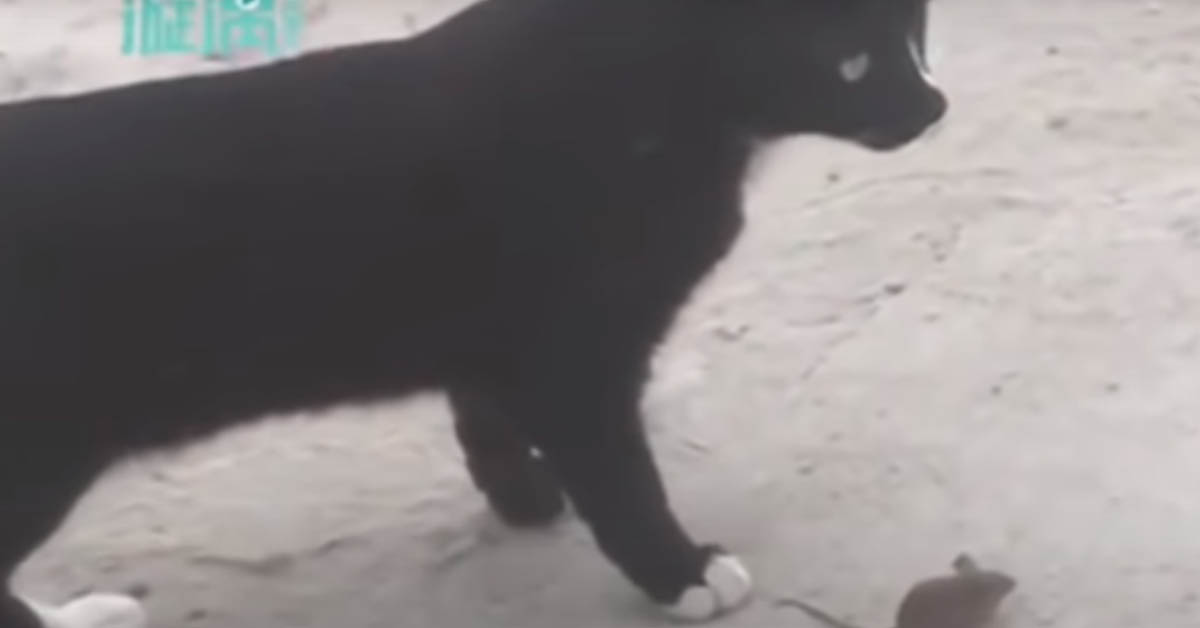 Il gattino e il topolino la cui “amicizia” ricorda quella di Tom e Jerry (video)