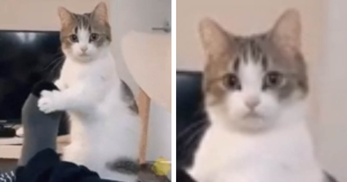 Il gattino ha un modo molto particolare per attirare l’attenzione del proprietario (video)