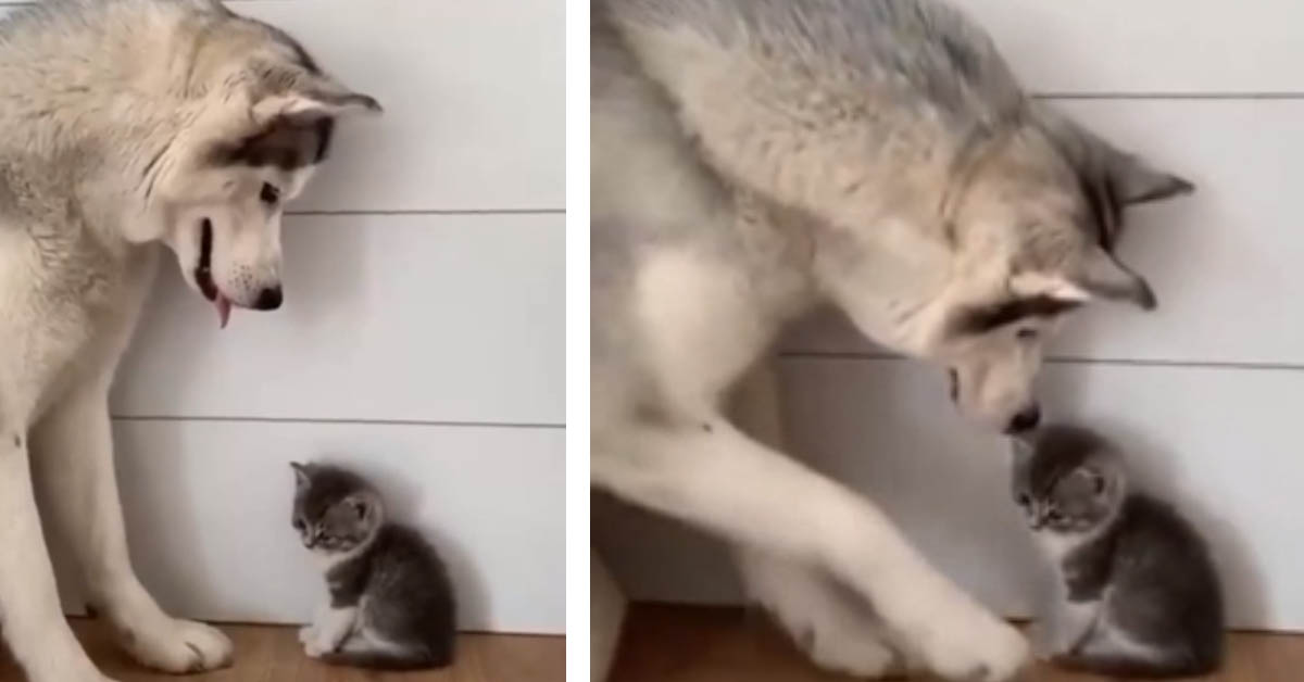 Il gattino minuscolo incontra l’enorme Husky per la prima volta (video)