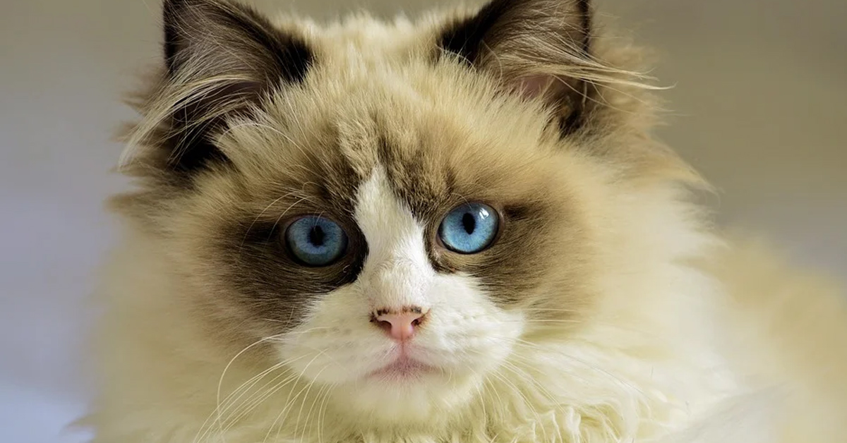 Il gattino non apprezza le doti canore della sua proprietaria (video)