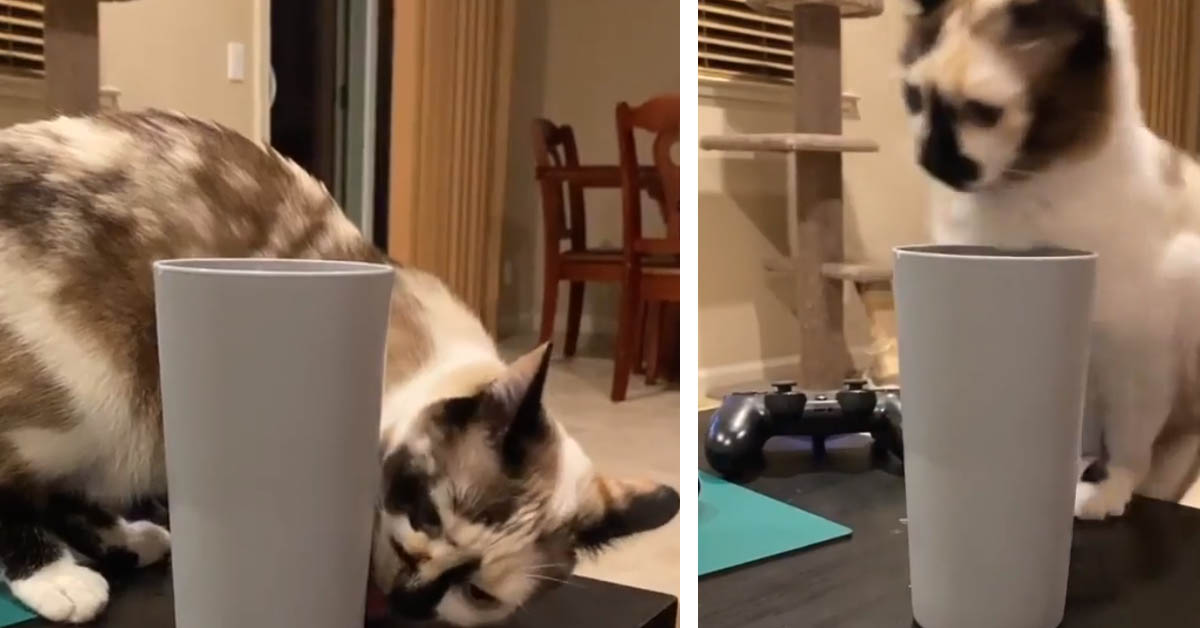 Il gattino non si aspettava una caduta così rovinosa (video)