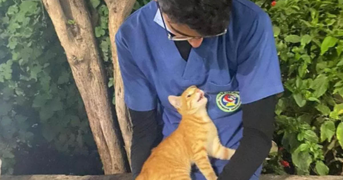 Gatto che consola un infermiere