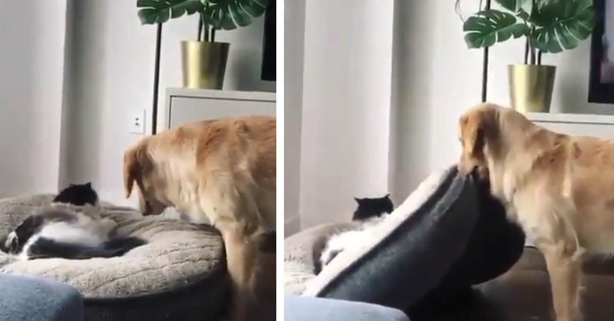 Il gattino ruba la cuccia al Golden Retriever, ma il cane non vuole arrendersi (video)