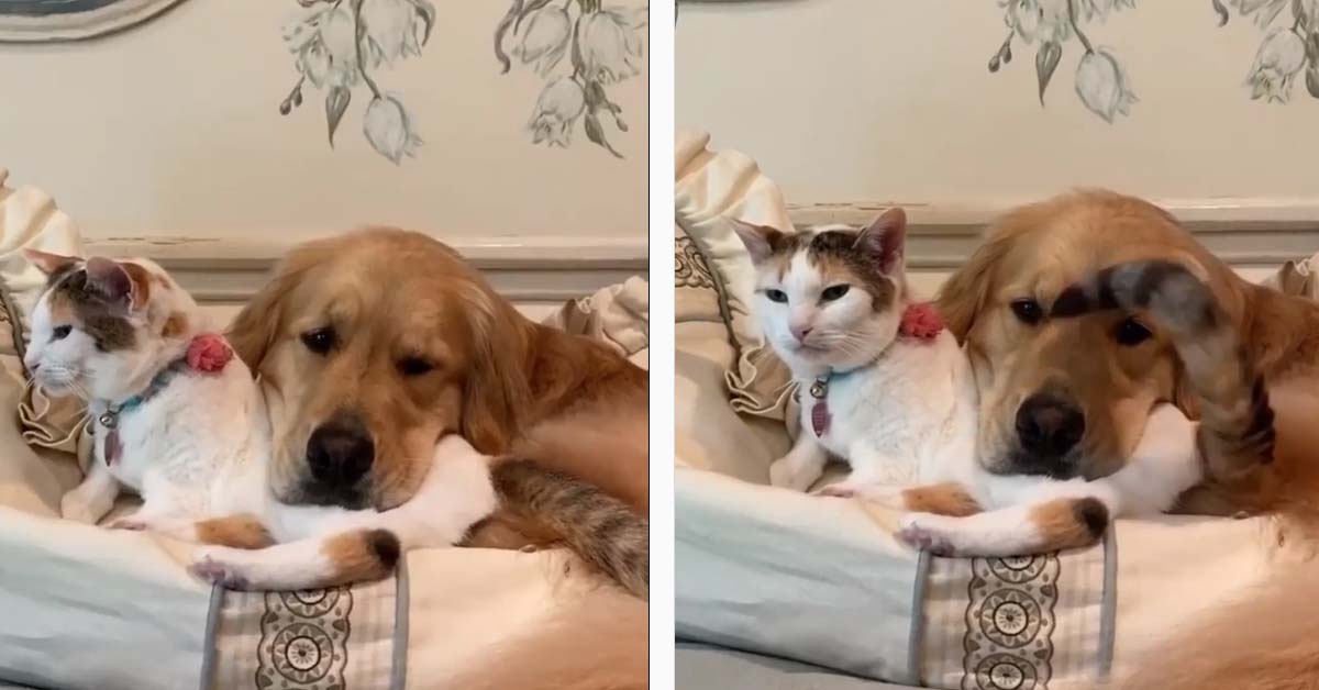 Il gattino si trasforma nel “cuscino” più comodo per il suo amico Golden Retriever (video)