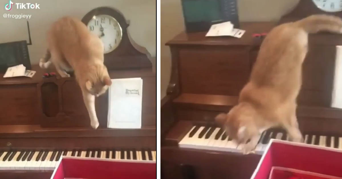 Il gattino suona il pianoforte in un modo decisamente goffo (video)