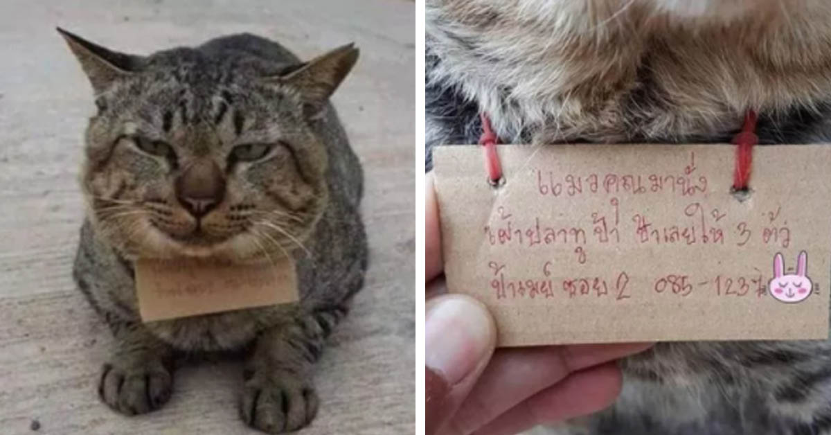 Il gattino tigrato si perde in Thailandia e torna con un debito per i suoi proprietari