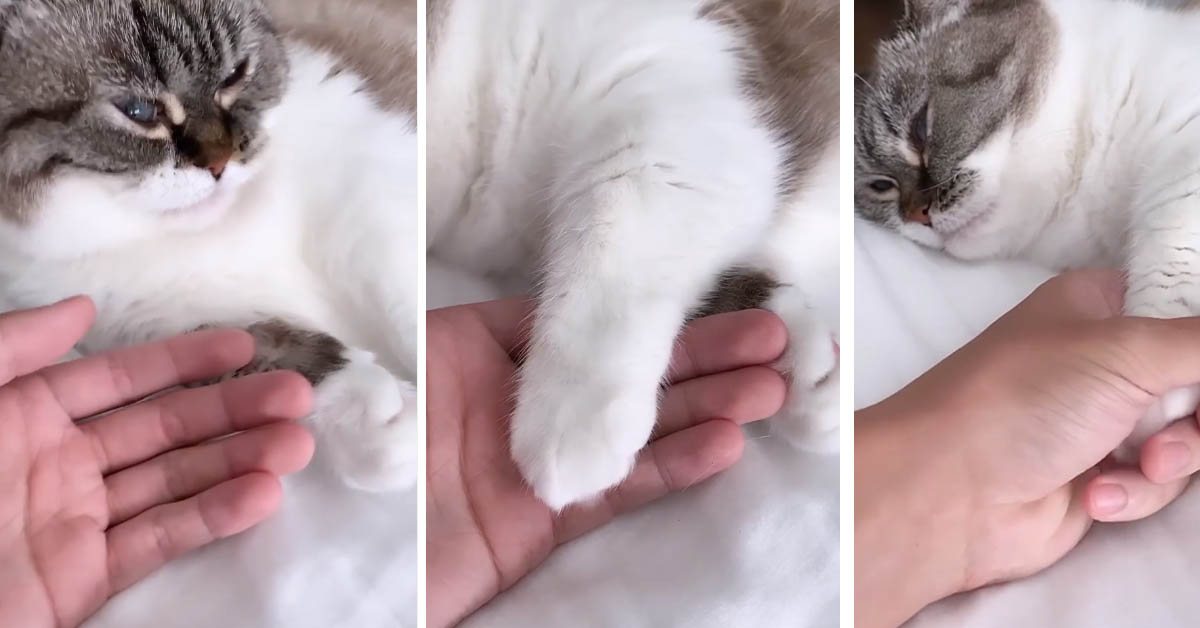Il gattino vuole dormire mano nella mano con la sua proprietaria (video)