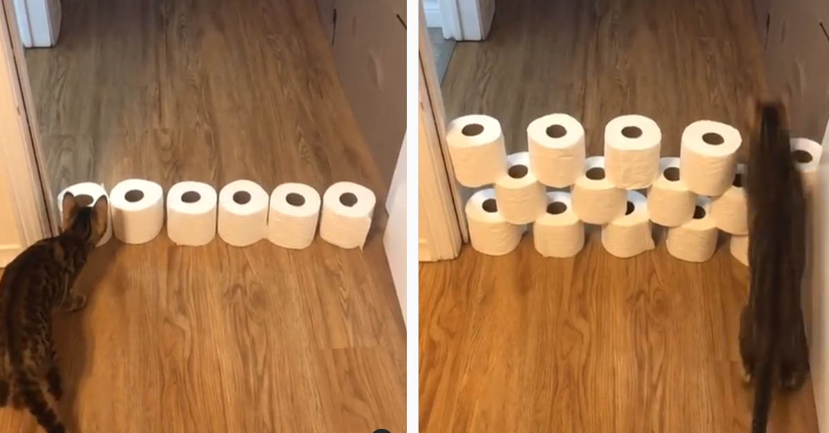 Il gatto del Bengala affronta la sfida contro i rotoli di carta igienica (video)