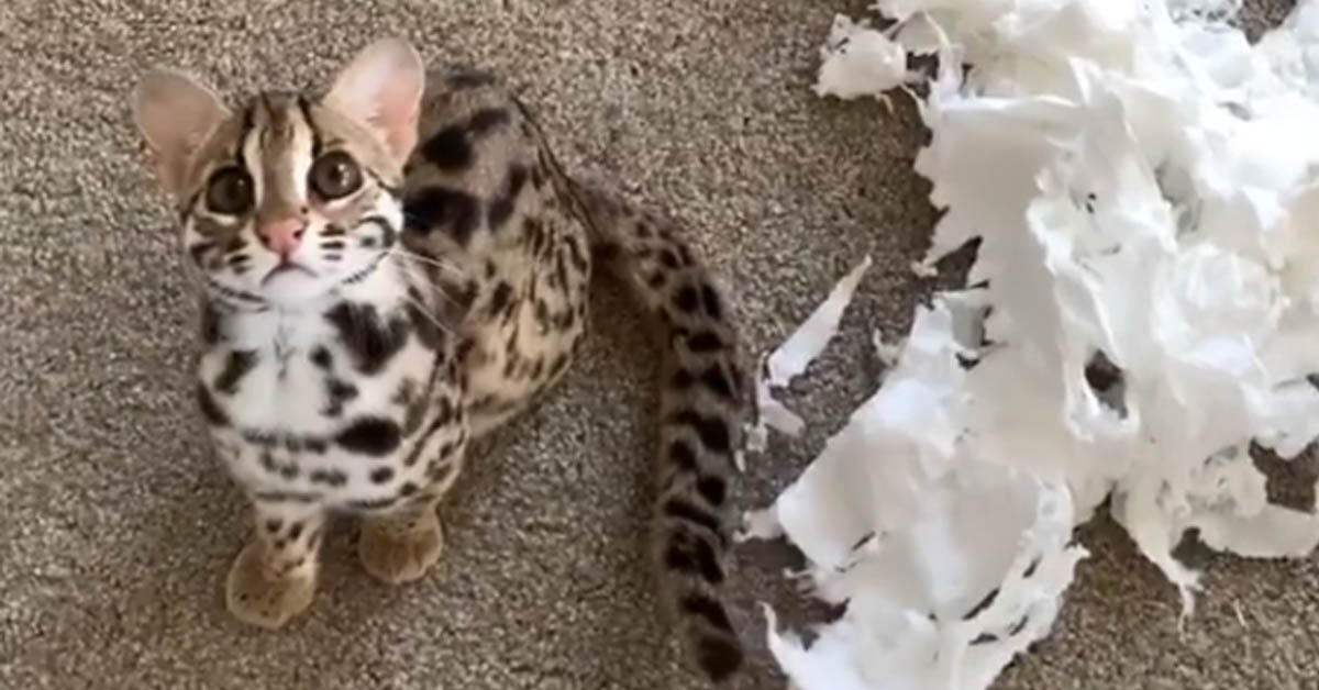 Il gatto del Bengala combina un guaio con la carta igienica (video)