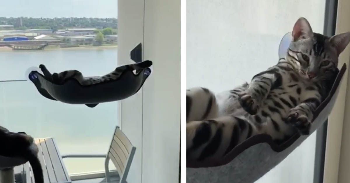 Il gatto del Bengala ha un modo davvero particolare di dormire (video)