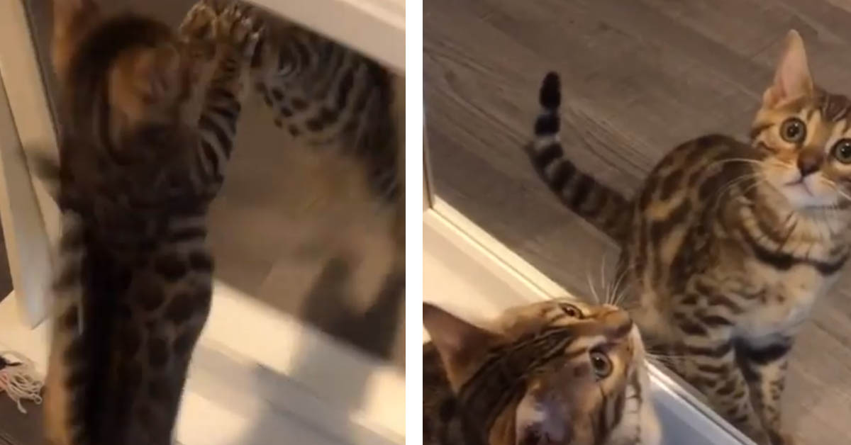 Il gatto del Bengala lotta teneramente contro il suo stesso riflesso allo specchio (video)