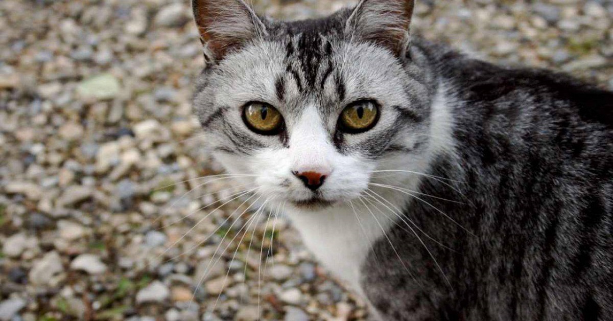 Il gatto ha mangiato un ragno: è pericoloso? Cosa fare?