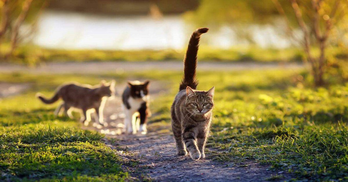 gatti in campagna