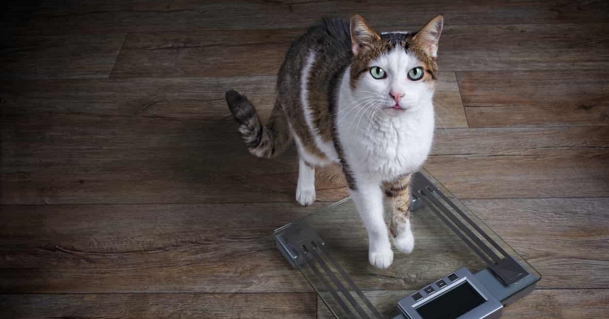 gatto su bilancia