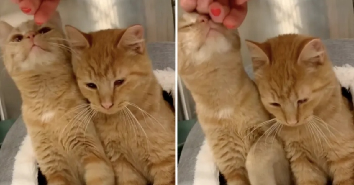 Il salvataggio dei due gattini Zip e Zap che sperano in una nuova vita (VIDEO)