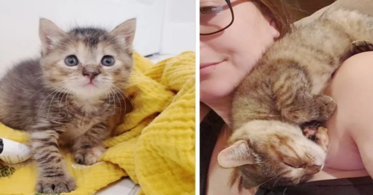 Il salvataggio di Juno, un gattino Soriano trovato in un giardino insieme alla sorellina