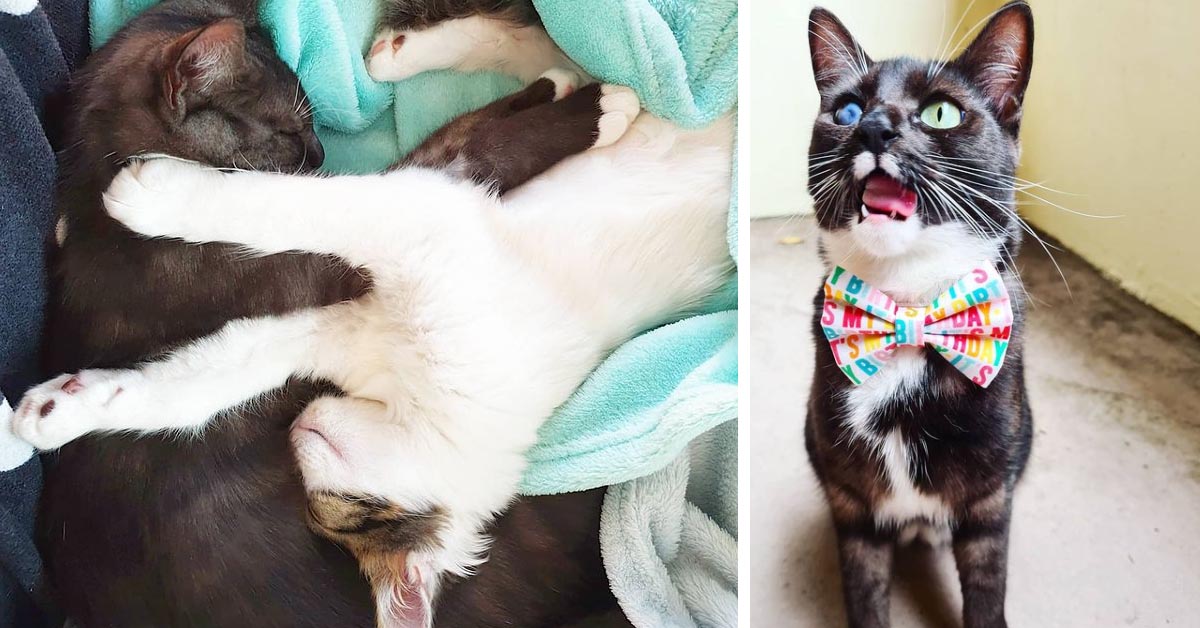 Il salvataggio di Momo, il gattino cieco che ora può vivere la sua vita felice (video)