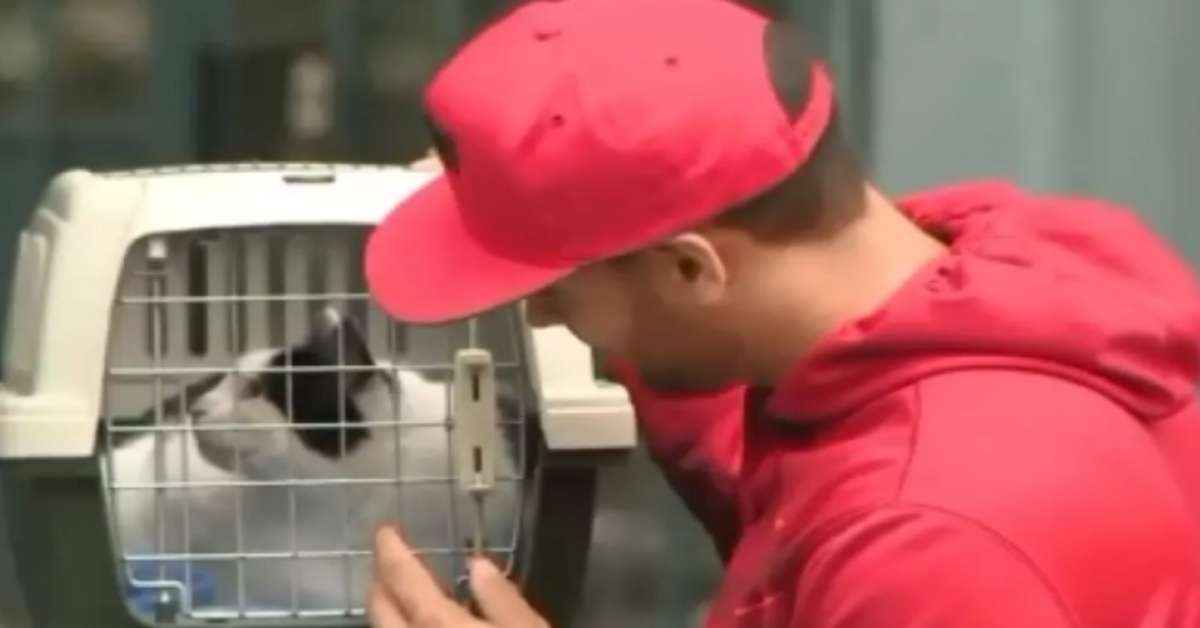 gattino dentro un trasportino