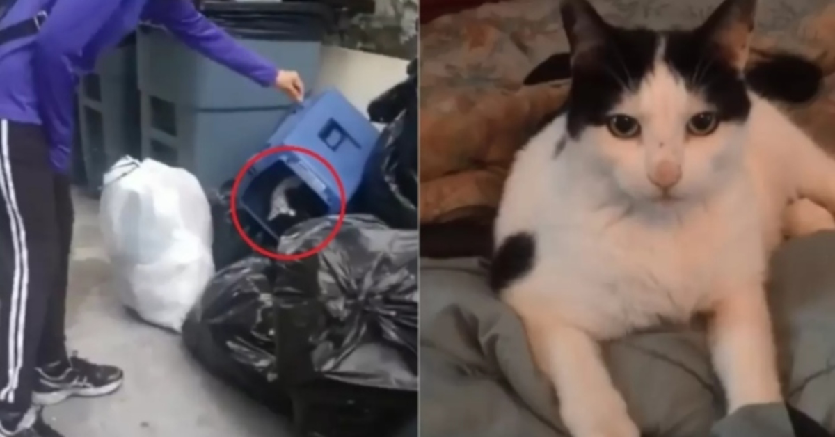Il salvataggio di Raymond, il gattino trovato dentro un bidone della spazzatura