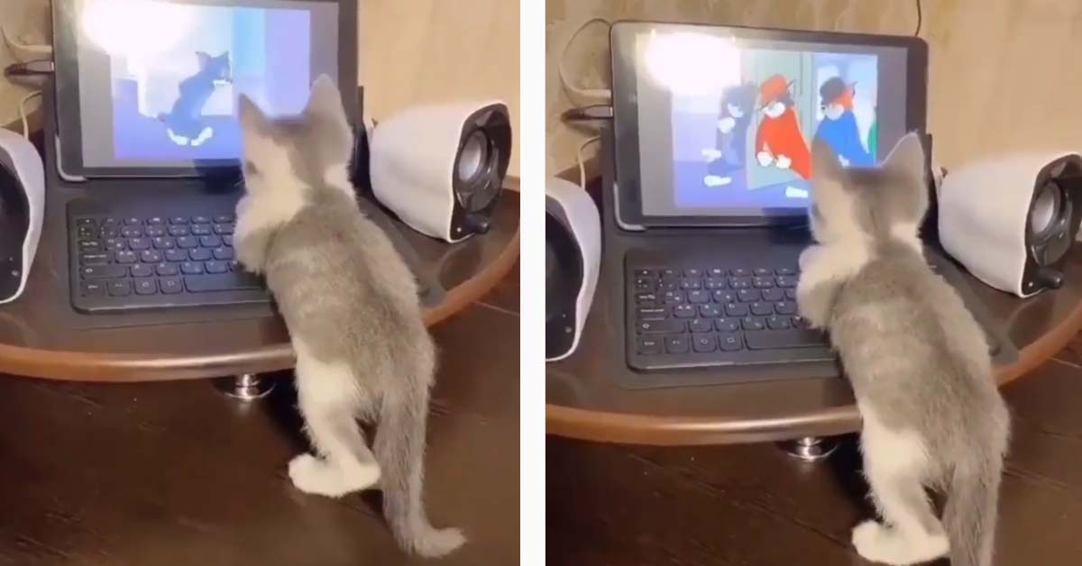 Il tenero gattino si diverte a guardare Tom & Jerry (video)