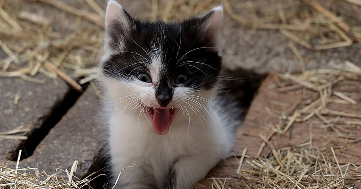 Gattino che miagola