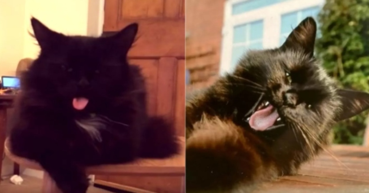 Jesse, il gattino Persiano che fa la linguaccia ogni volta che ascolta gli U2 (VIDEO)