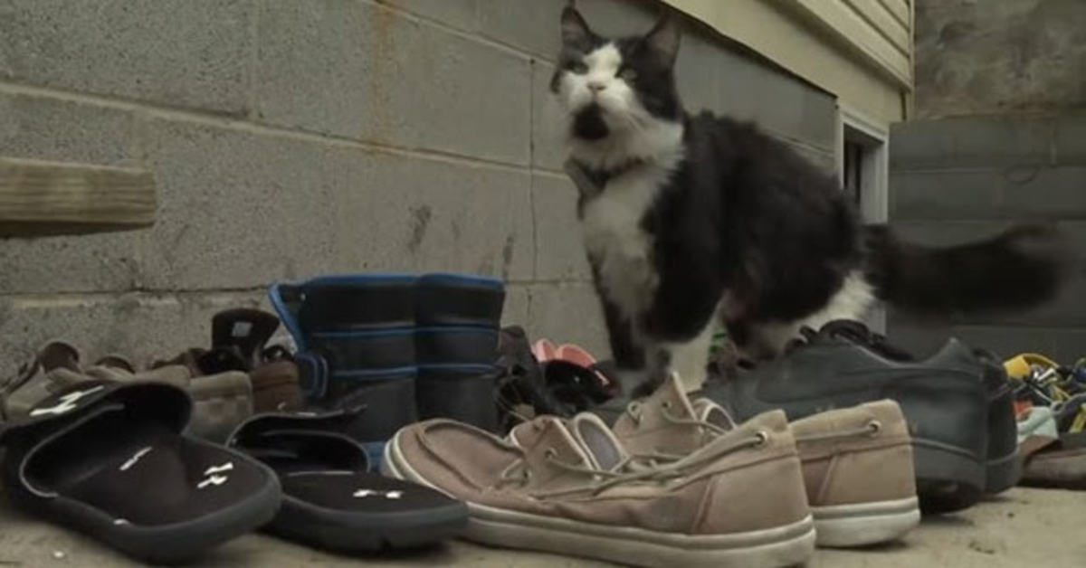 Jordan, il gattino ladro di scarpe (VIDEO)