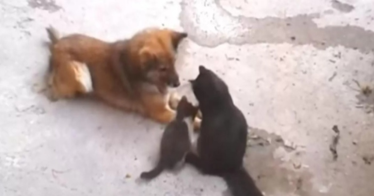 mamma gattina presenta i cuccioli al cane video