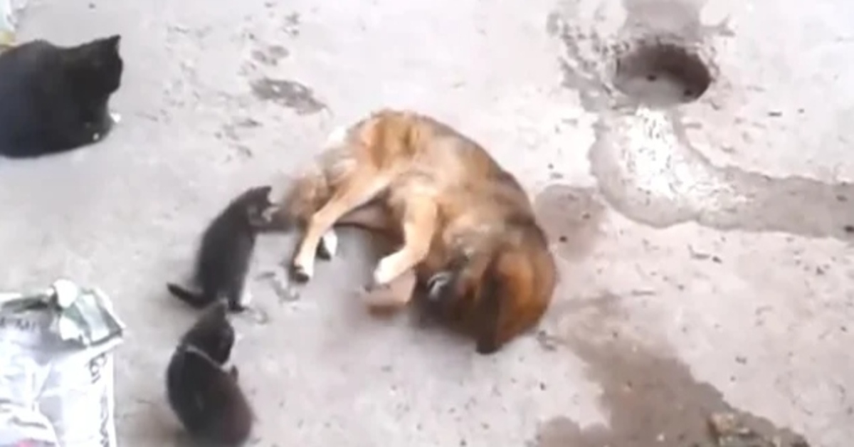 mamma gattina presenta i cuccioli al cane video