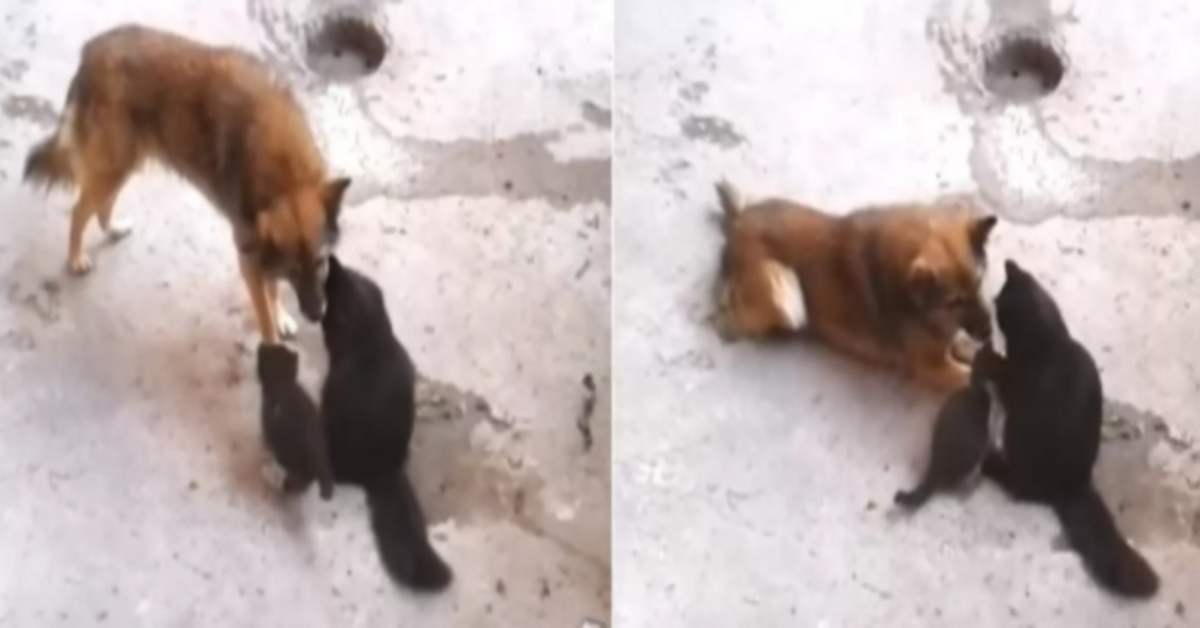 La mamma gattina presenta i suoi cuccioli all’amico cane (VIDEO)