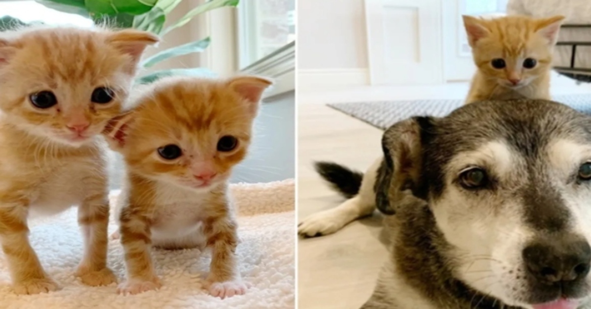 La nuova vita dei gattini europei Max e Ruby (VIDEO)