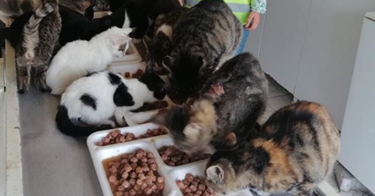 La rinascita dei gattini salvati dal terremoto in Turchia che oggi hanno una nuova vita (video)
