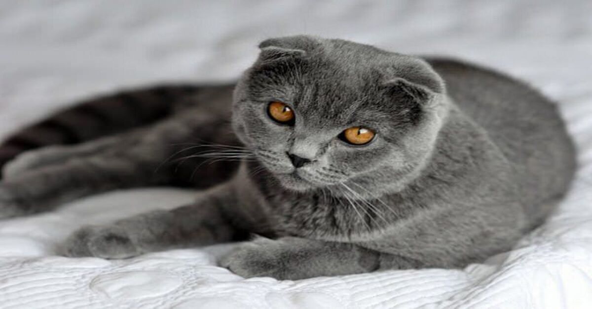 gattino Scottish Fold rapito