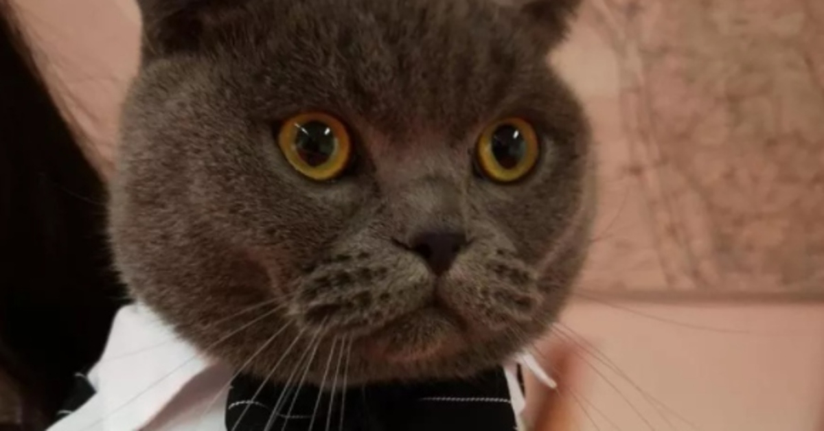 La storia a lieto fine di Liau, un gattino Scottish Fold rapito e poi ritrovato