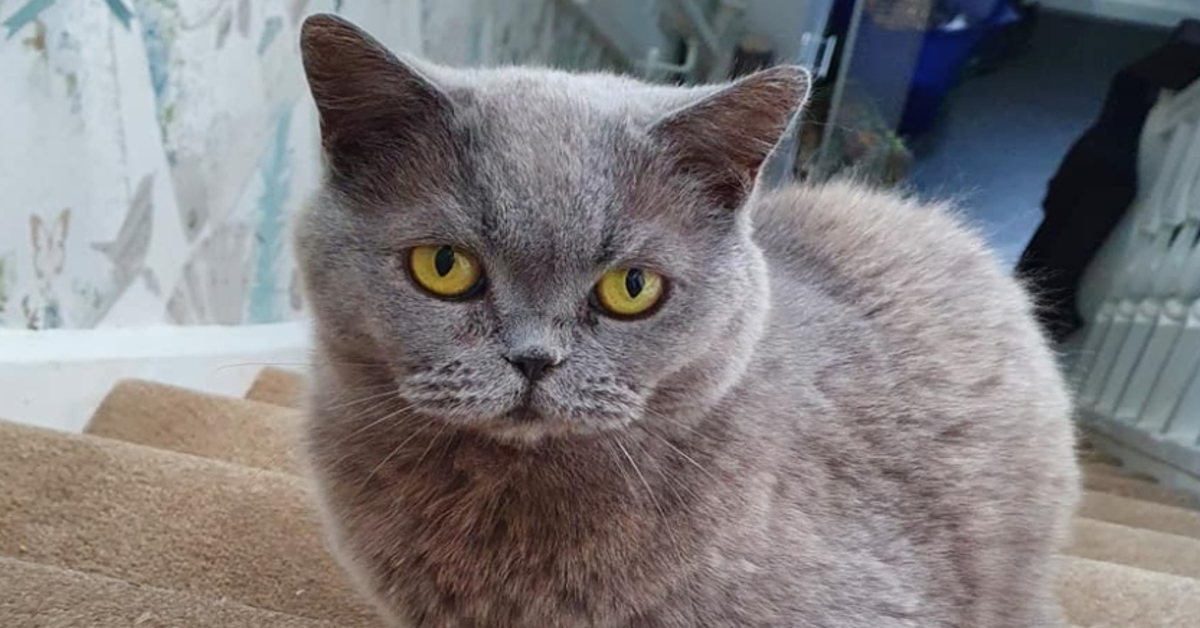 gattina razza persiano che osserva