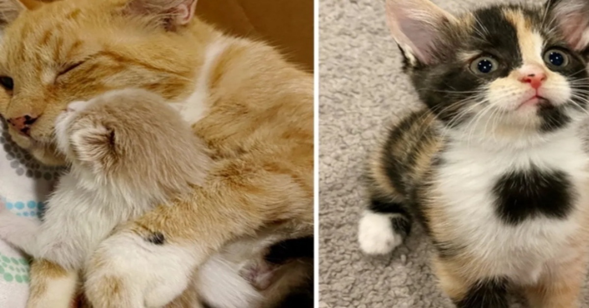 Leia, la gattina Calico che cerca casa insieme al suo adorato fratellino (VIDEO)