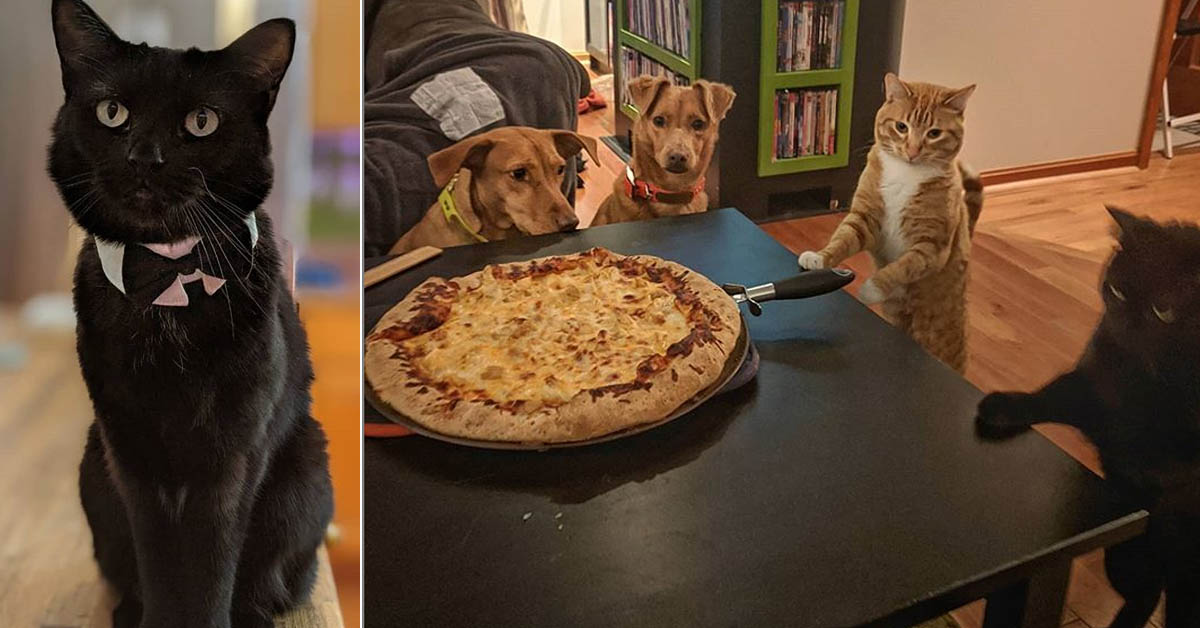 Nerien, il gattino nero famoso per i suoi incredibili salti (video)