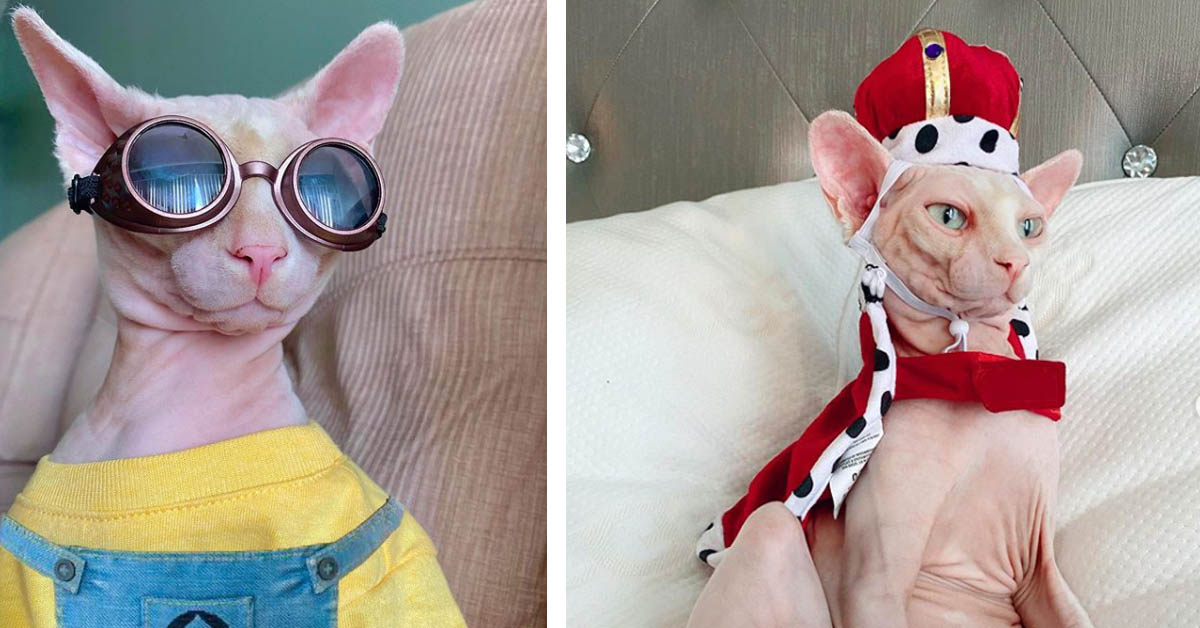 Nile, il gattino Sphynx più fashion di Instagram (video)