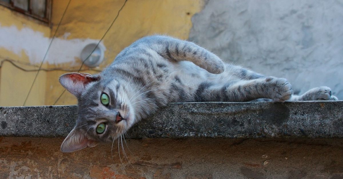 Nutrire un gatto randagio: cosa bisogna sapere
