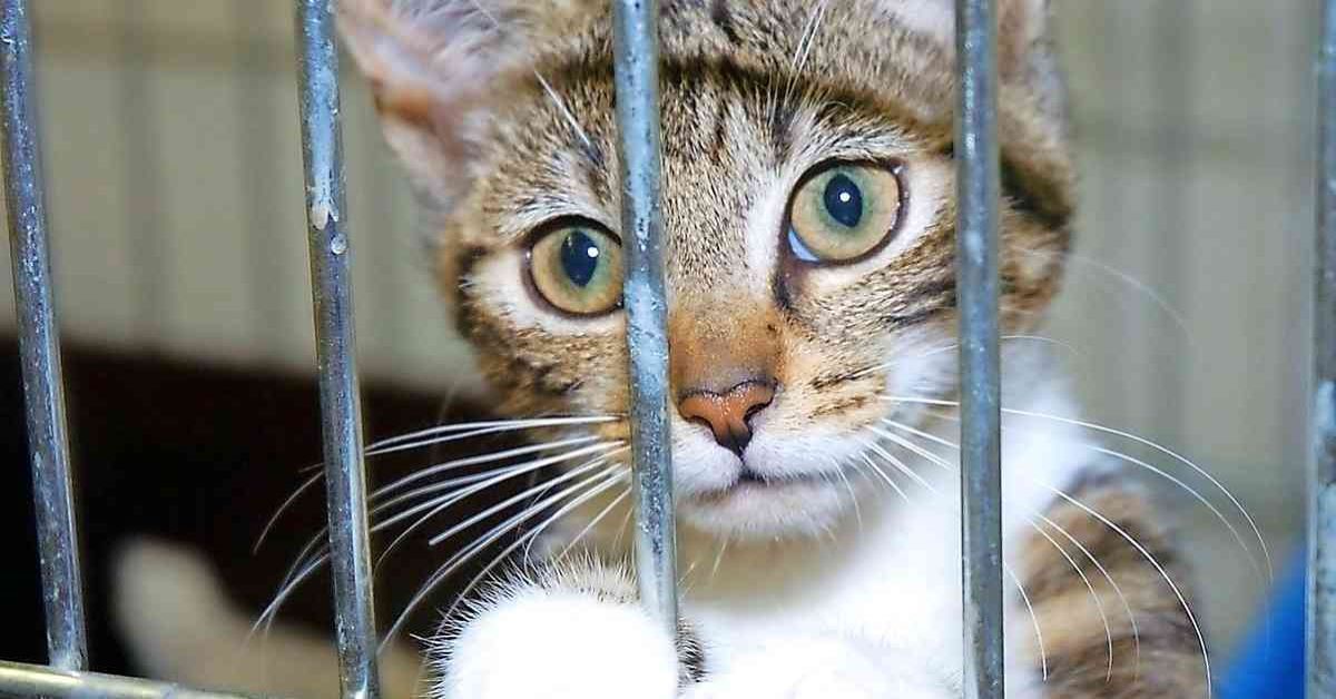 gattino in gabbia