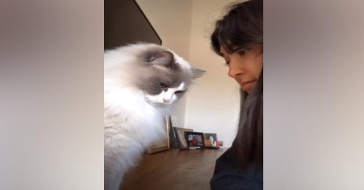 gattino con la padrona che vuole fare un video