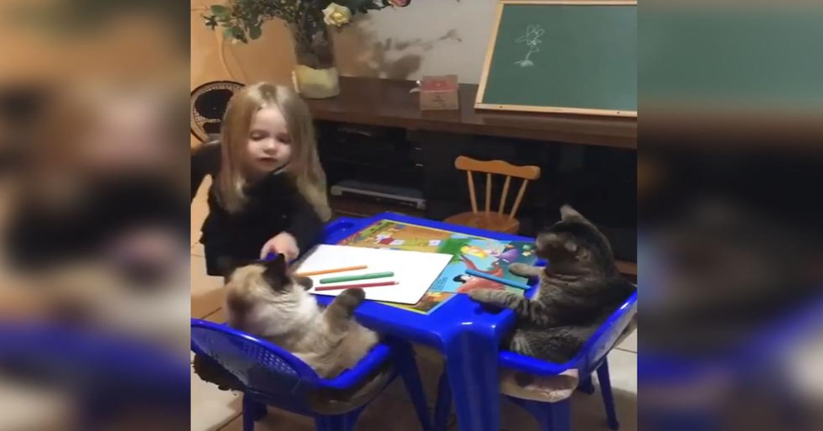 gattini assistono alla lezione della bimba