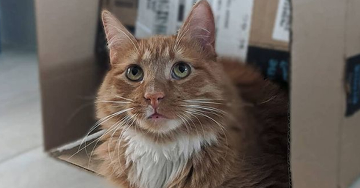 Pablo, il gattino con ipoplasia cerebellare che dopo il salvataggio ha conosciuto la felicità (video)